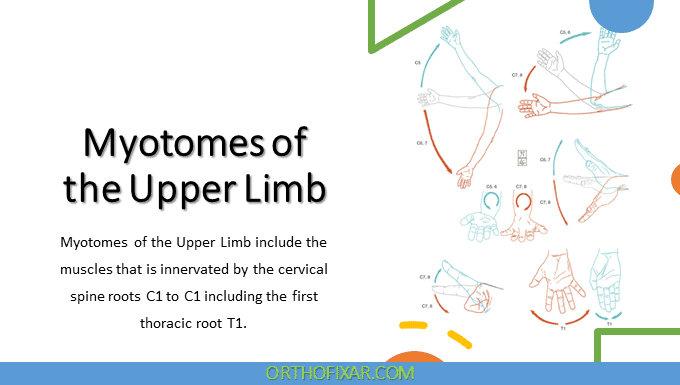  Myotomes of the Upper Limb 