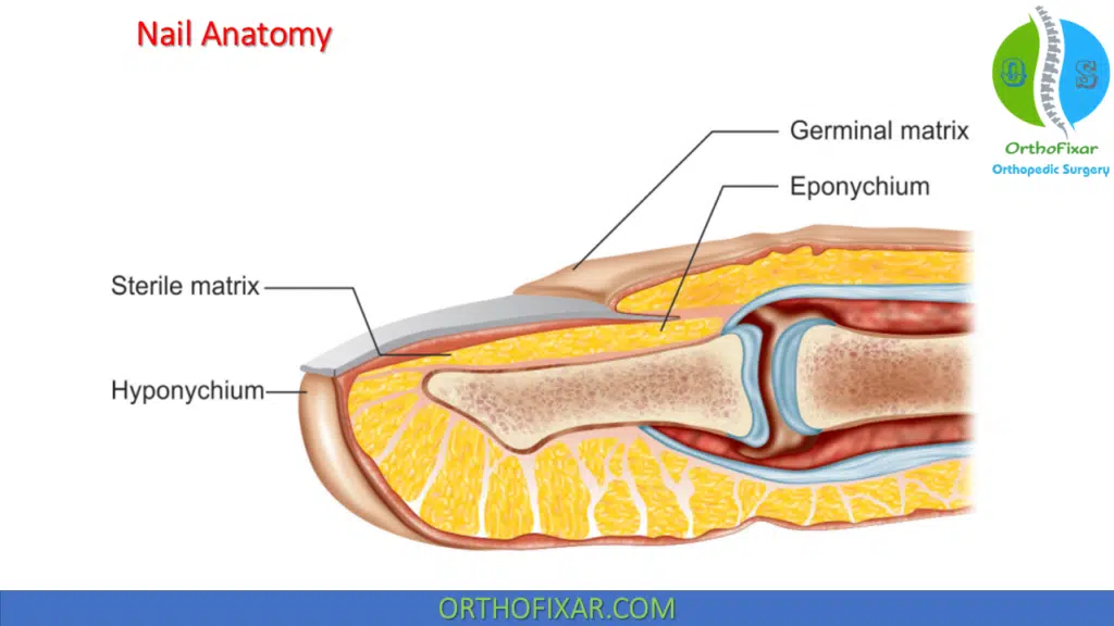 Nail Bed anatomy
