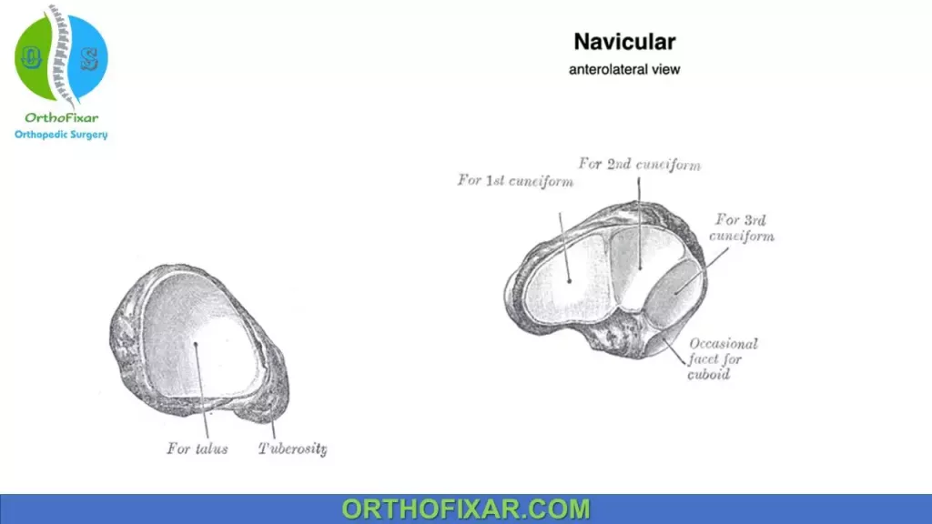 Navicular Bone Anatomy