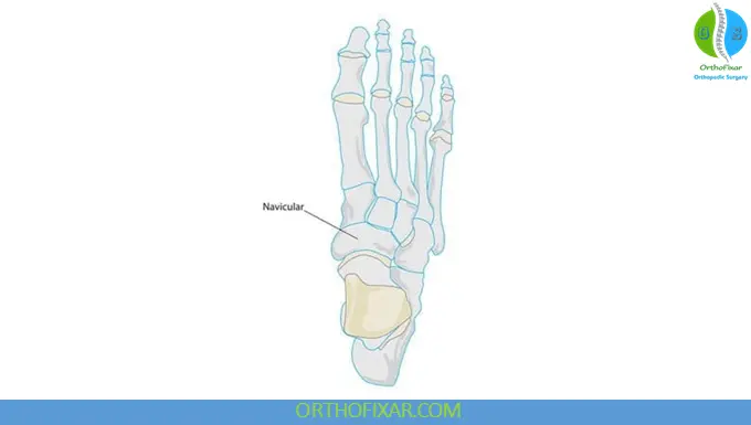 Navicular bone