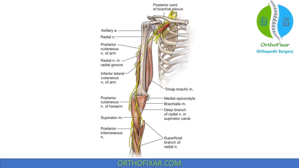 Nerve supply of the elbow