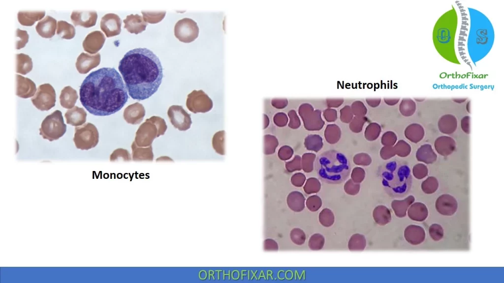 Neutrophils & Monocytes