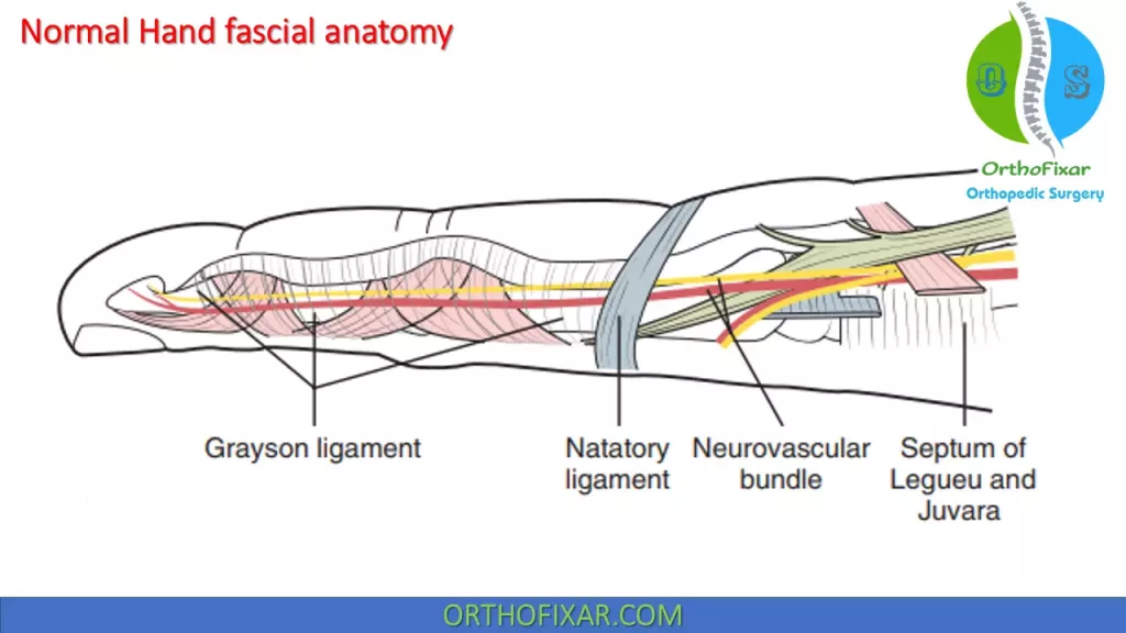 Normal Hand fascial Anatomy