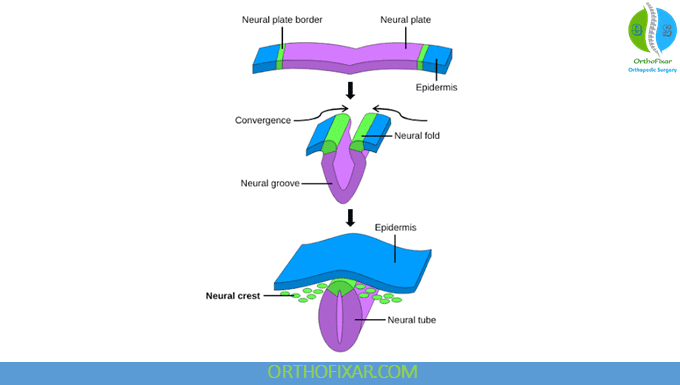 How to Study Embryology: Timelines, Structures and Birth Defects 8 Notochord and Neural Tube
