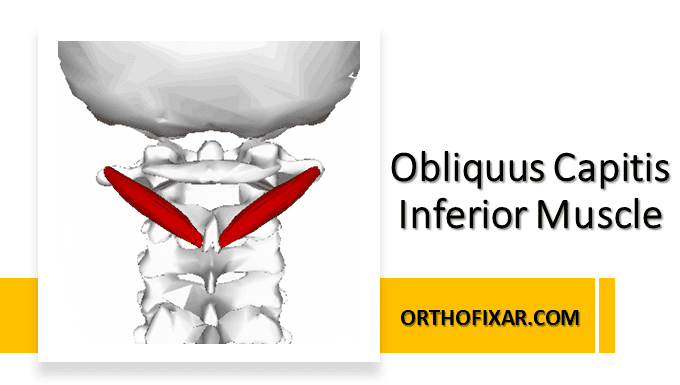 Obliquus Capitis Inferior muscle anatomy