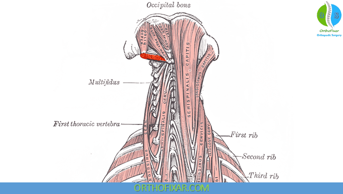 Obliquus Capitis Inferior Muscle Anatomy
