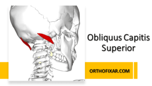 Obliquus Capitis Superior Muscle Anatomy
