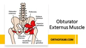 Obturator Externus Muscle Anatomy