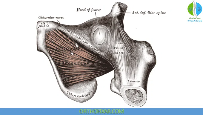 Obturator Externus Muscle Anatomy