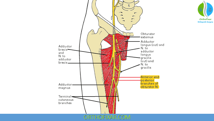 Obturator Nerve Anatomy 1 Obturator Nerve