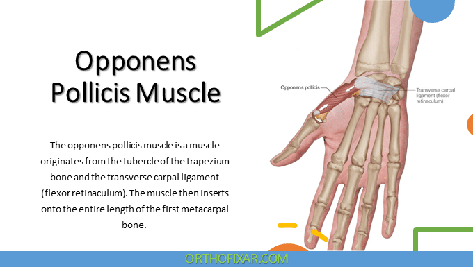 Opponens Pollicis Muscle Anatomy | OrthoFixar 2025