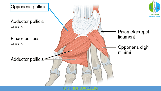 Opponens Pollicis Muscle Anatomy | OrthoFixar 2025