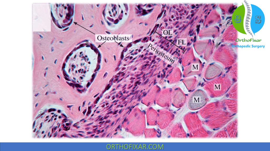 Osteoblasts