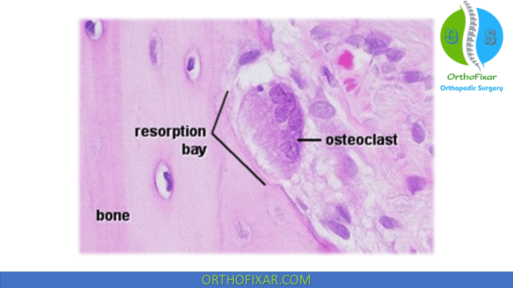 Osteoclast