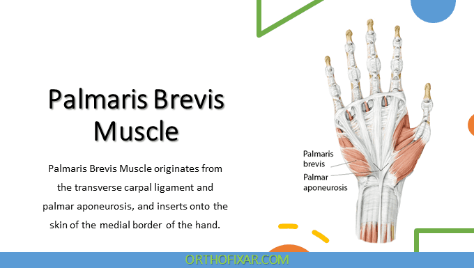 Palmaris Brevis Muscle Anatomy | OrthoFixar 2024