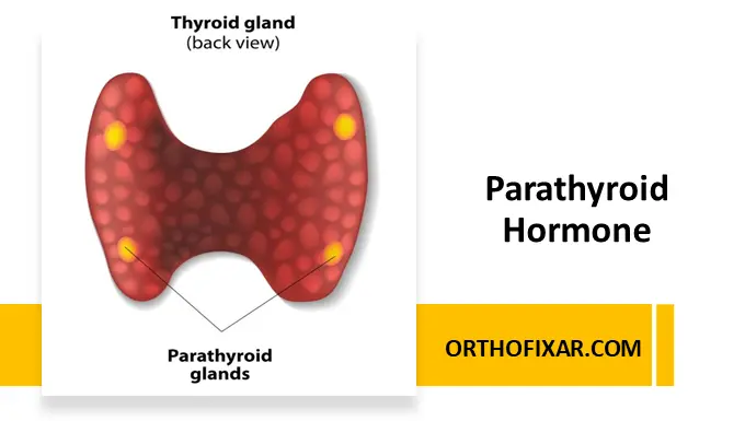 Parathyroid Hormone