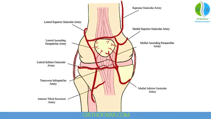 Patellar Tendon blood supply