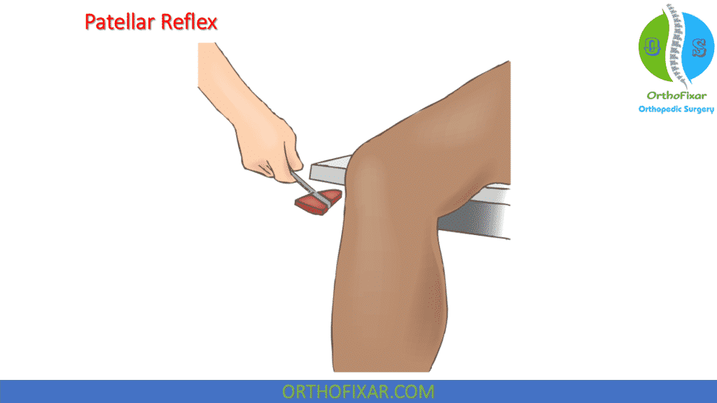 Patellar reflex