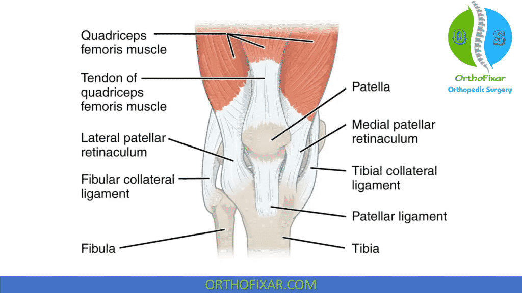 Patellofemoral Joint ligaments