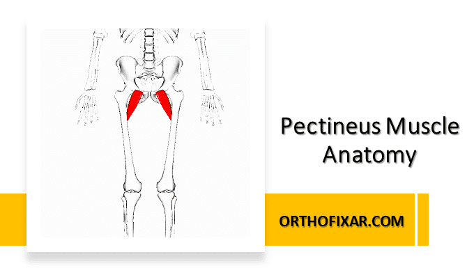 Pectineus Muscle Anatomy Overview | OrthoFixar 2025