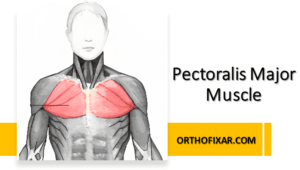 Tensor Fasciae Lata Muscle Anatomy | OrthoFixar 2024