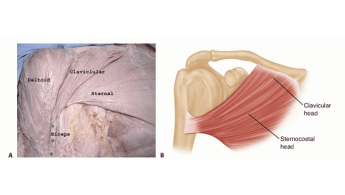 Pectoralis Major Repair: What Patients Need to Know 1 Pectoralis Major tear