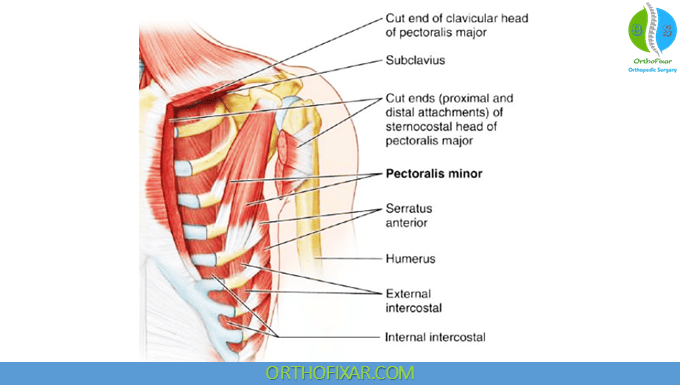 Pectoralis Minor Muscle Anatomy 1 Pectoralis Minor