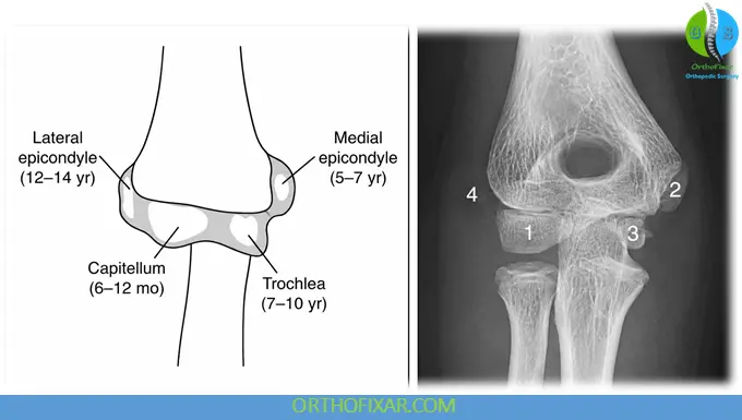Pediatric Elbow Ossification Centers