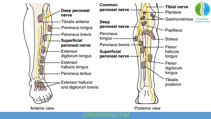 Peroneal Nerve Injury - Motor Findings