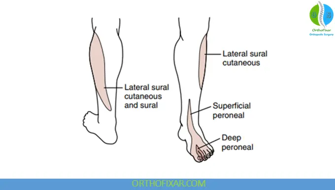 Peroneal Nerve Injury - Sensory Findings
