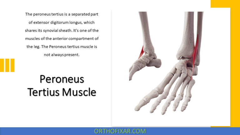 Peroneus Tertius Muscle