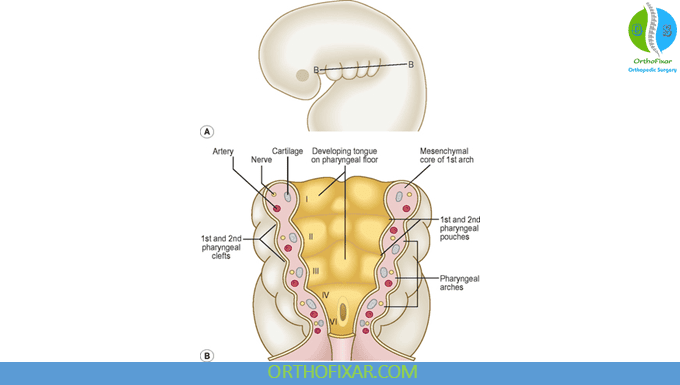 How to Study Embryology: Timelines, Structures and Birth Defects 9 Pharyngeal Arches