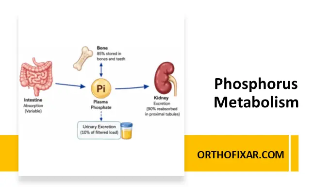Phosphorus Metabolism