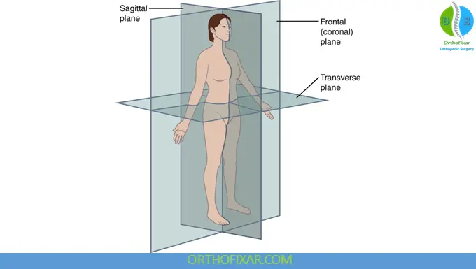 Basic Anatomical Terminology 6 Planes of the Body