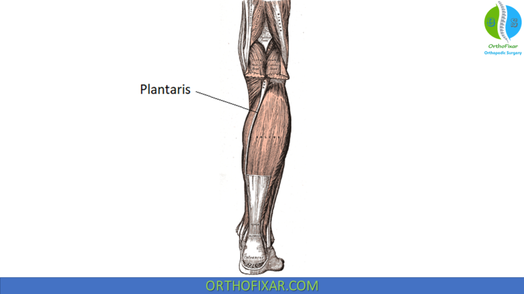 Plantaris Muscle anatomy
