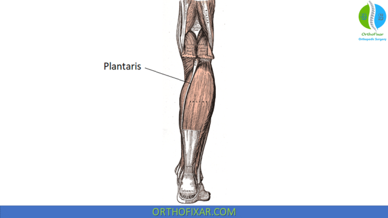 Plantaris Muscle | OrthoFixar 2024