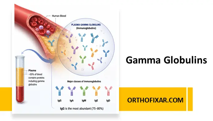 Plasma Gamma Globulins