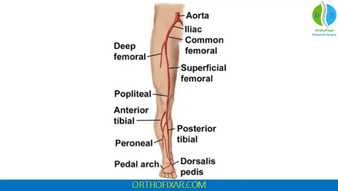 Popliteal Artery Pulse: Location, Palpation & Clinical Signs 5 Popliteal Artery