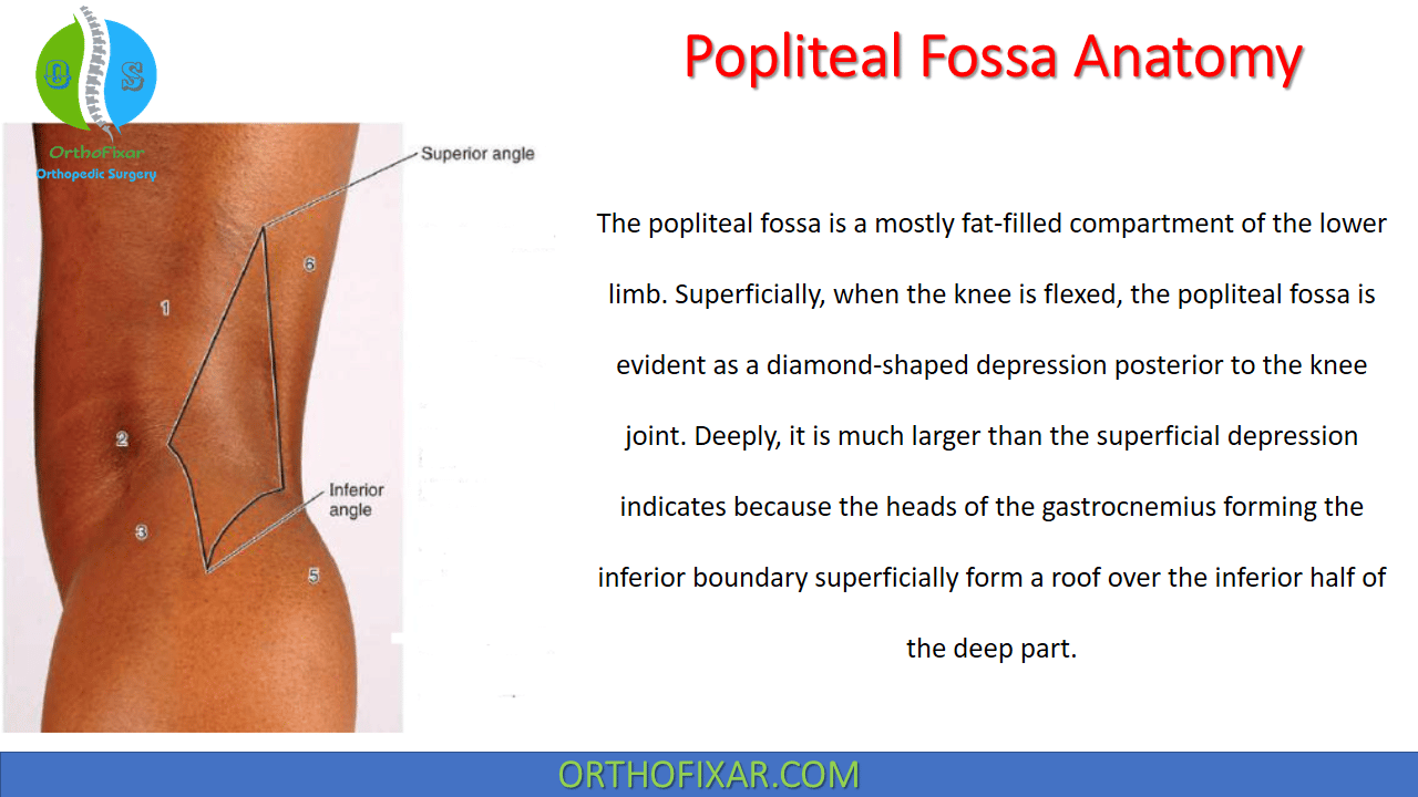Popliteal Fossa Anatomy