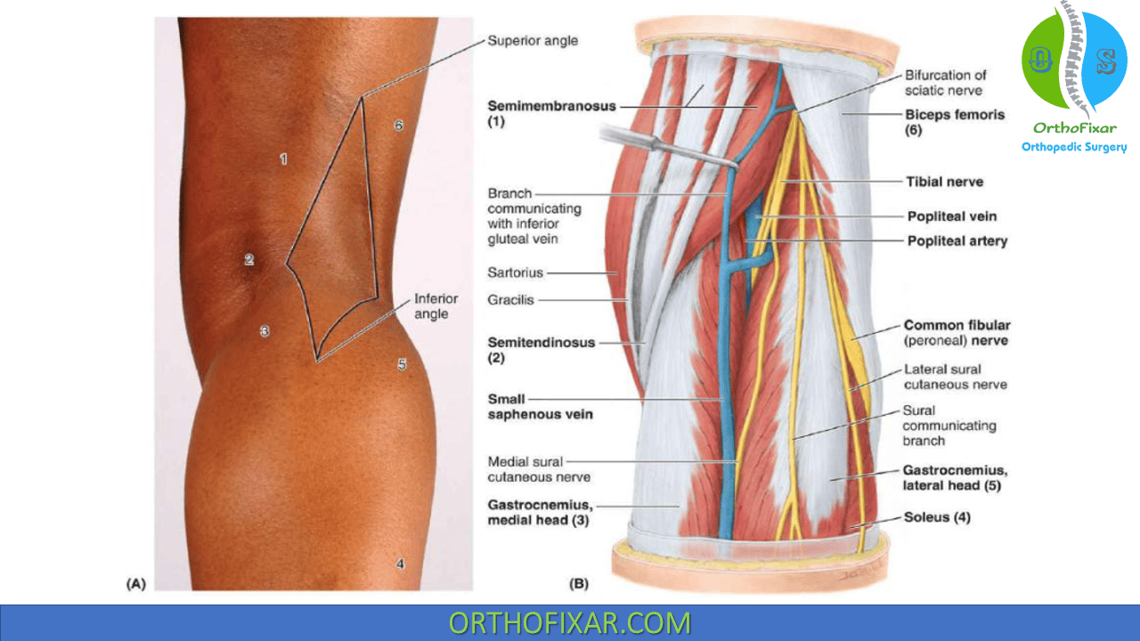 popliteal artery diagram