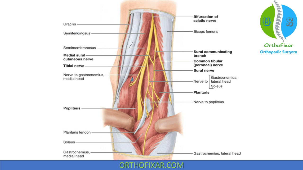 Popliteal Fossa | OrthoFixar 2024