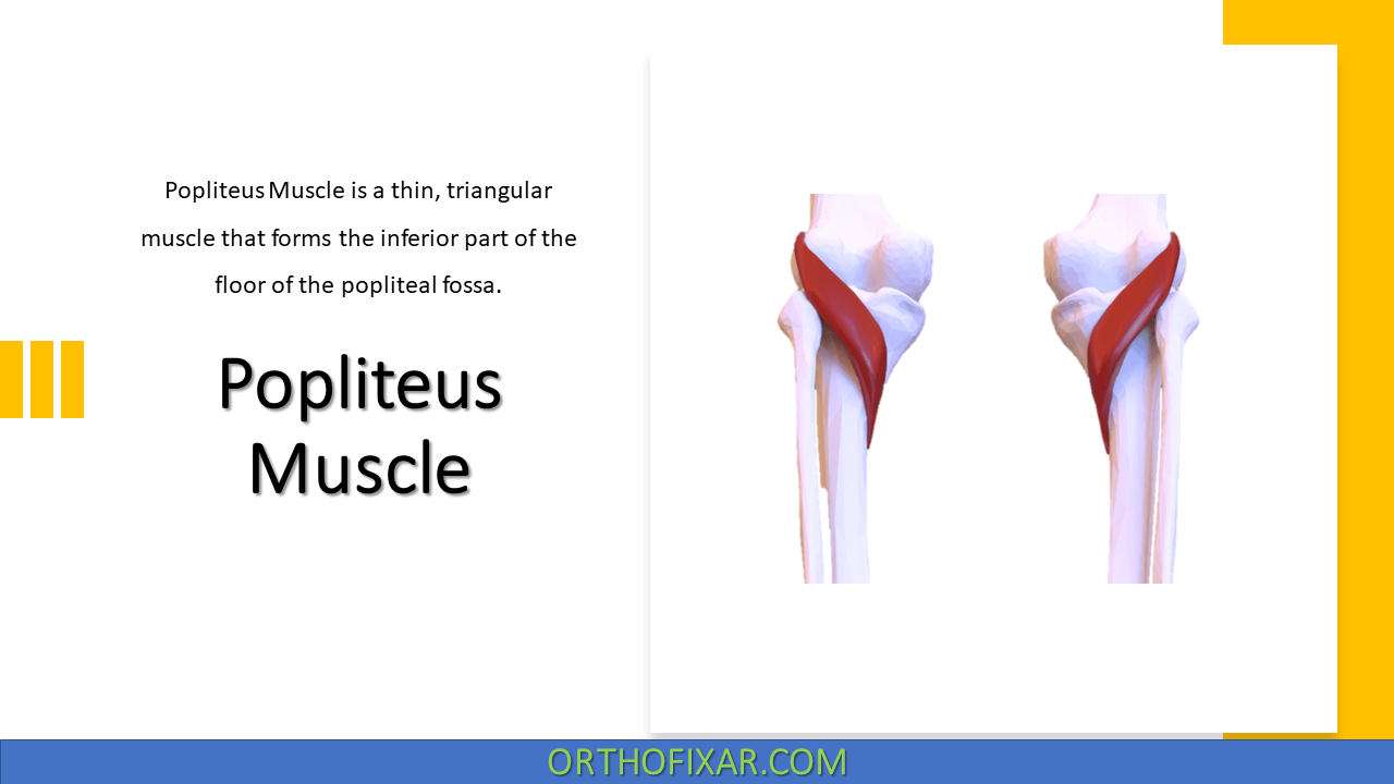  Popliteus Muscle 