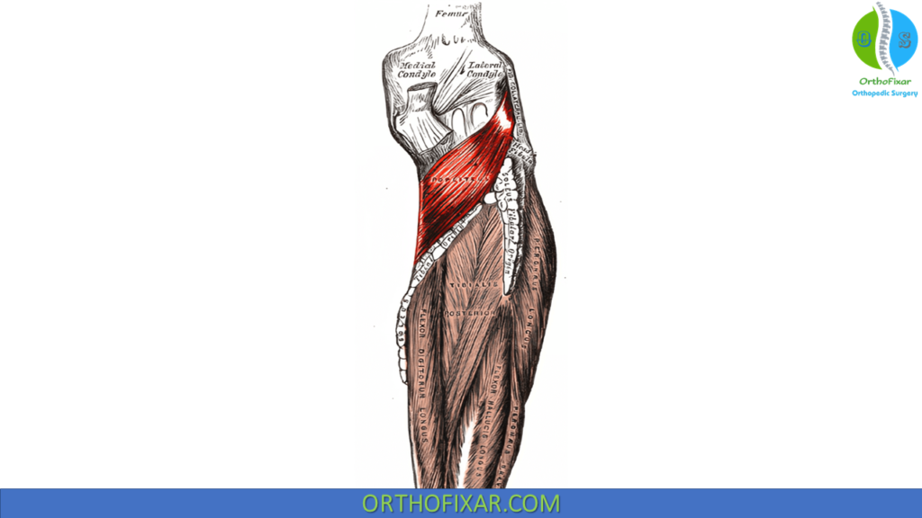 Popliteus Muscle anatomy