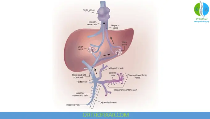 Portal Venous System and the Liver