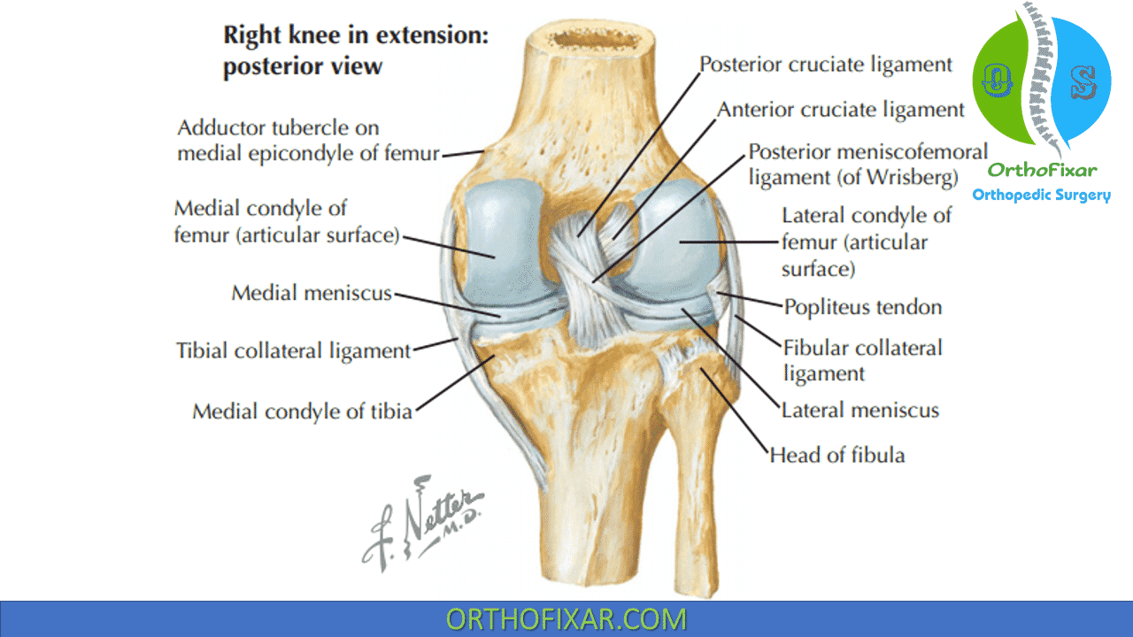 left knee ligaments