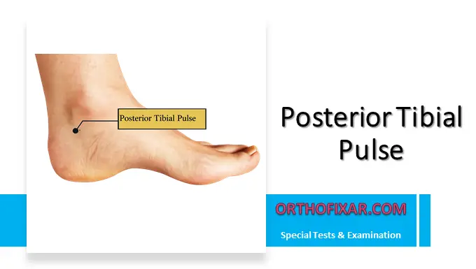 Posterior Tibial Pulse Location & Palpation
