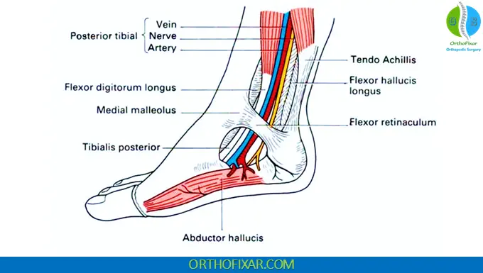 Posterior Tibial artery Pulse