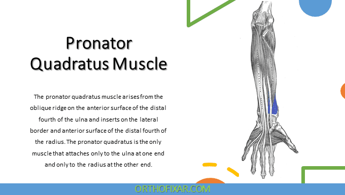 Pronator Quadratus Muscle Anatomy | OrthoFixar 2025