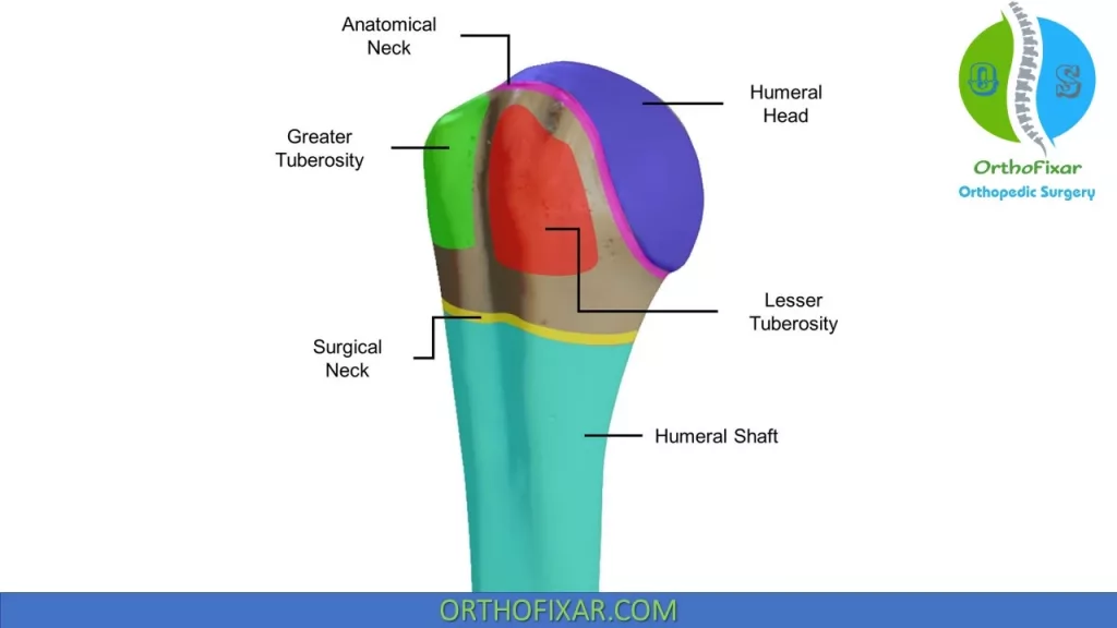 Proximal Humerus anatomy