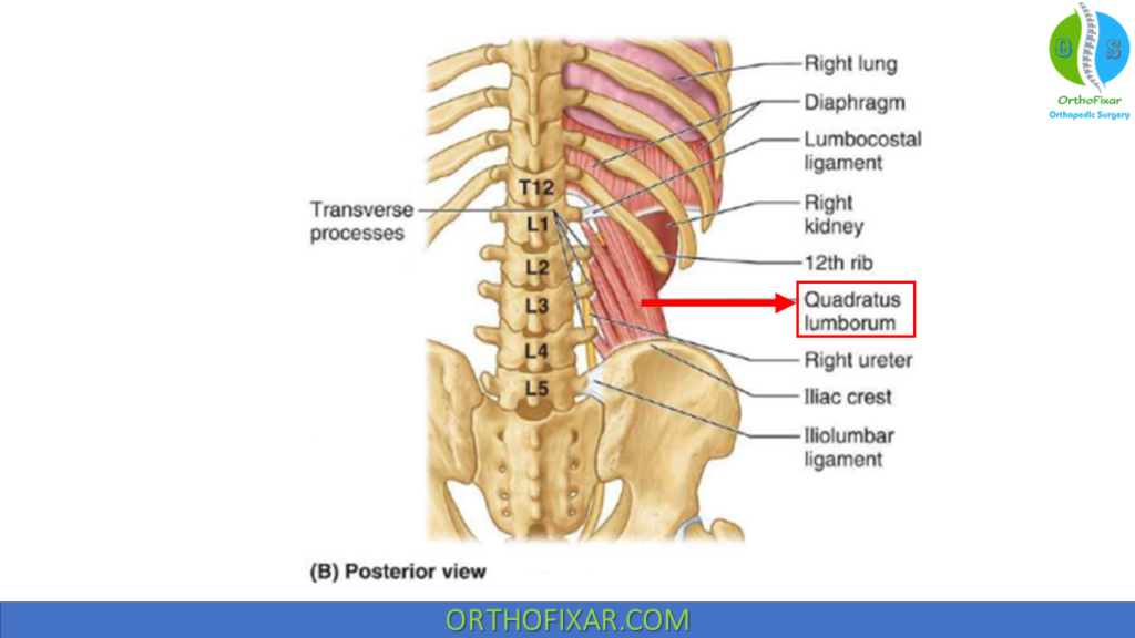 Quadratus Lumborum Muscle anatomy